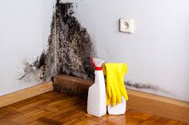 Trusted Pompano Beach, FL Mold Removal & Remediation Experts